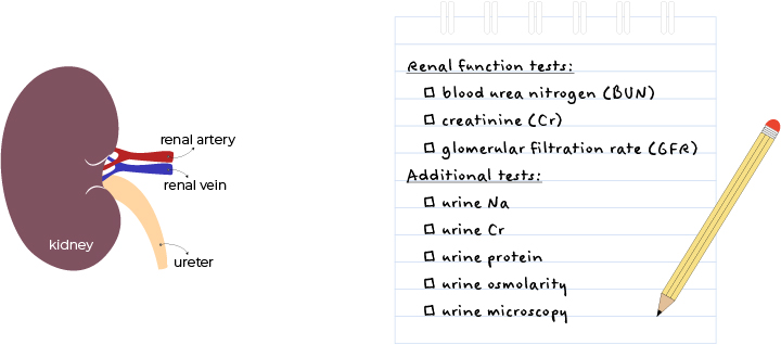 Function test renal Kidney Function